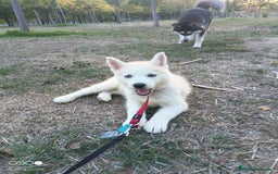 Husky Siberiano perros en venta: Cachorritos huskys siberiano - Imagen 1