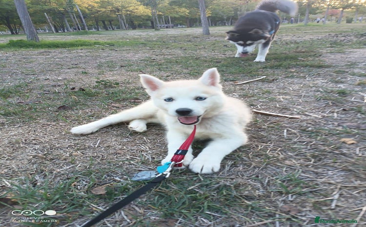 Husky Siberiano perros - Anuncio 5