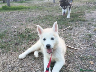 Husky Siberiano perros - Anuncio 6