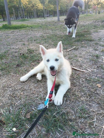 Husky Siberiano perros - Anuncio 1