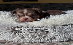 Chihuahua perros en venta: CHIHUAHUA PELO LARGO MACHO - Imagen 3