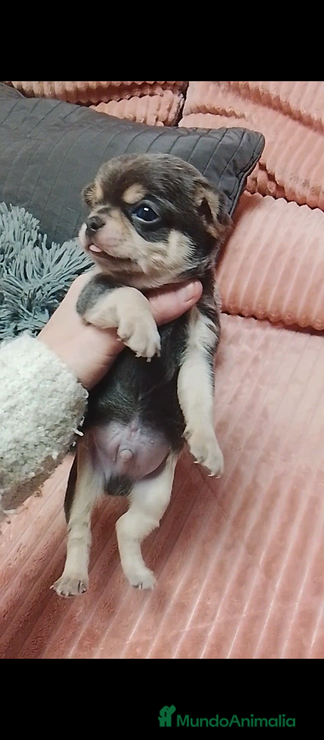 Chihuahua perros en venta: Chihuahuas cabeza de manzana - Anuncio 10