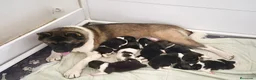 Akita Americano perros en venta: AKITA AMERICANO PELO LARGO - Anuncio 3