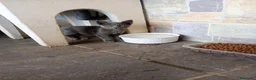Azul Ruso gatos en venta: Azul Ruso 641387649 - Anuncio 2