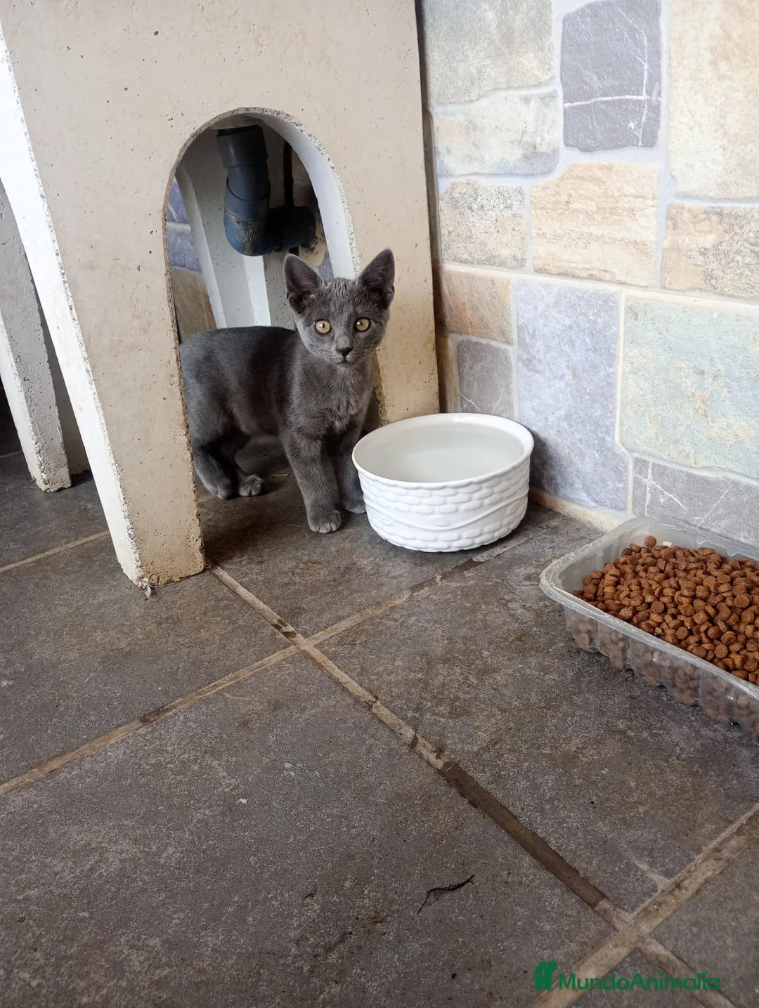 Azul Ruso gatos en venta: Azul Ruso 641387649 - Anuncio 2