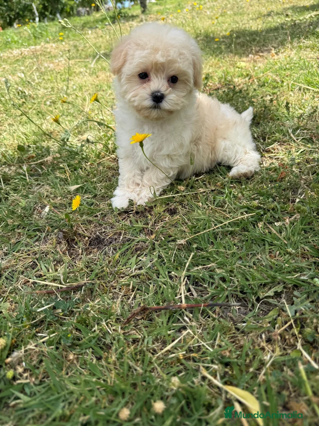 Maltipoo perros en venta: Maltipoo hembra toy disponible. - Anuncio 7