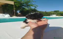 Maltipoo perros en venta: Maltipoo toy  - Imagen 4