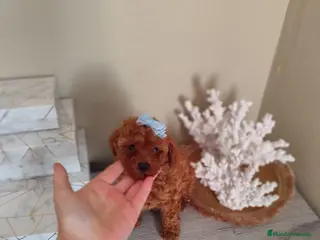 Caniche Toy perros Caniche toy toy - Anuncio 31