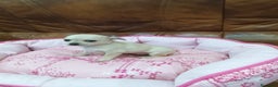 Chihuahua perros en venta: Chihuahua toy - Anuncio 4