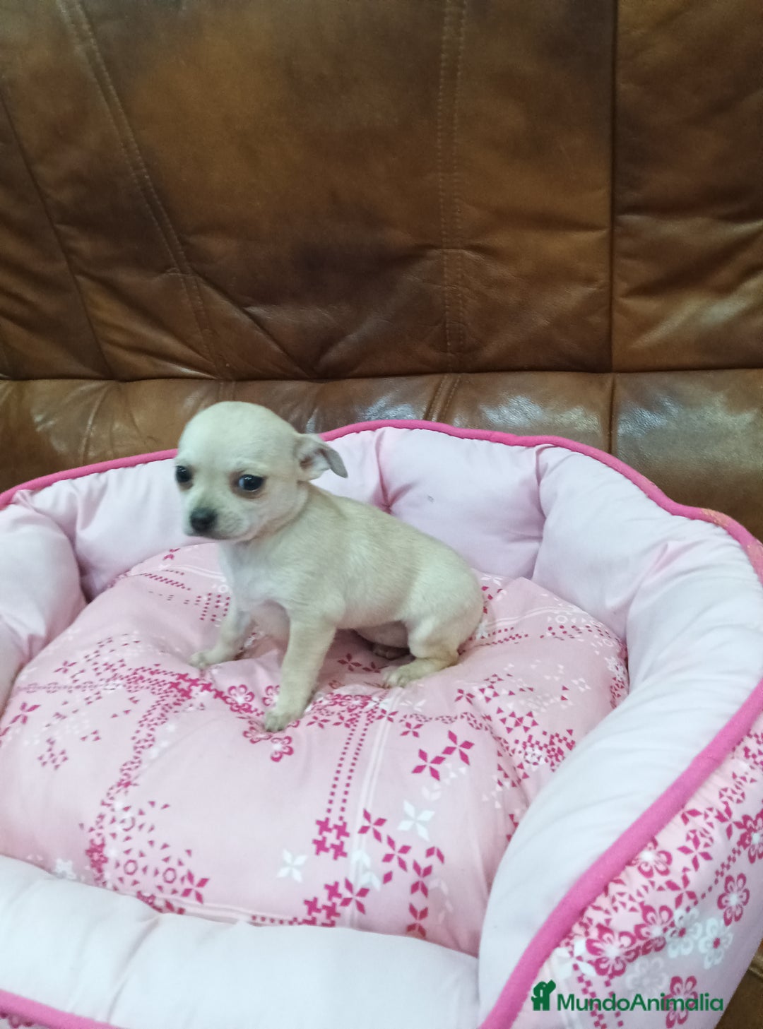 Chihuahua perros en venta: Chihuahua toy - Anuncio 4