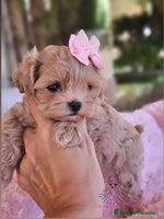 Maltipoo perros - Anuncio 3