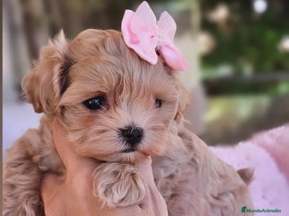 Maltipoo perros - Anuncio 5