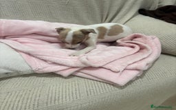 Chihuahua perros en venta: Chihuahua cabeza venado  - Imagen 2