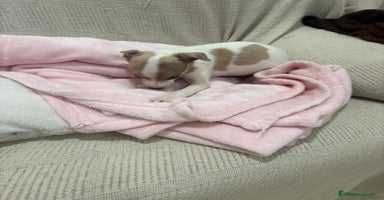 Chihuahua perros - Anuncio 6