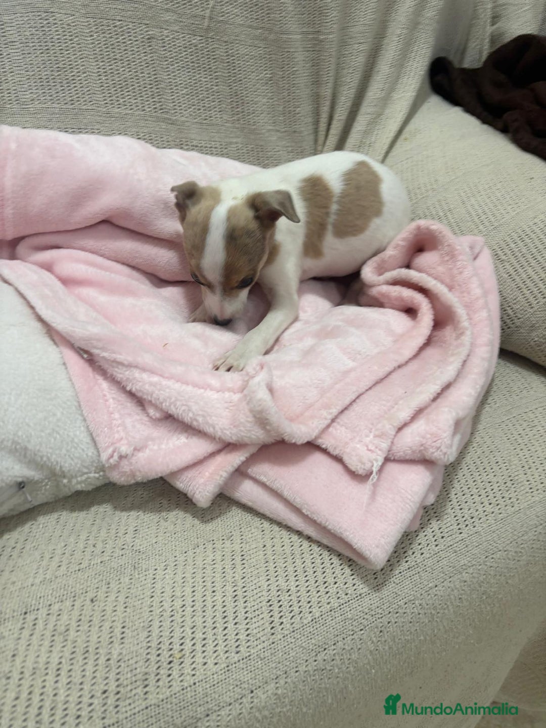 Chihuahua perros en venta: Chihuahua cabeza venado  - Imagen 2