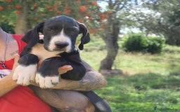 Dogo Alemán perros en venta: Dogo aleman / gran danés  - Imagen 1