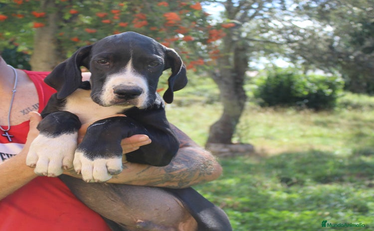 Dogo Alemán perros - Anuncio 2