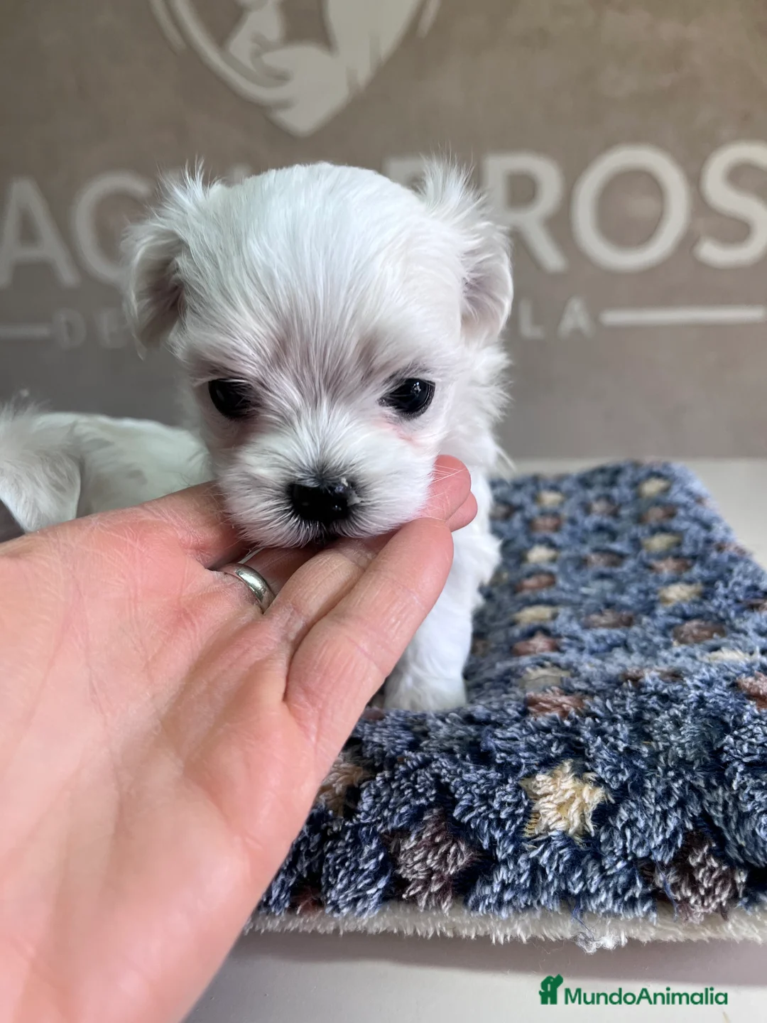 Bichón Maltés perros en venta: Bichón maltés  - Anuncio 3