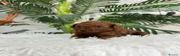 Caniche Toy perros en venta: CANICHE HEMBRA ROJA - Anuncio 2