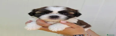 Shih Tzu Cachorro 4