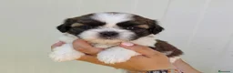 Shih Tzu perros en venta: shih tzu - Anuncio 3