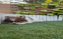 Pomerania perros en venta: POMERANIA MACHO. PRECIO REAL. Envio a toda España. - Imagen 6