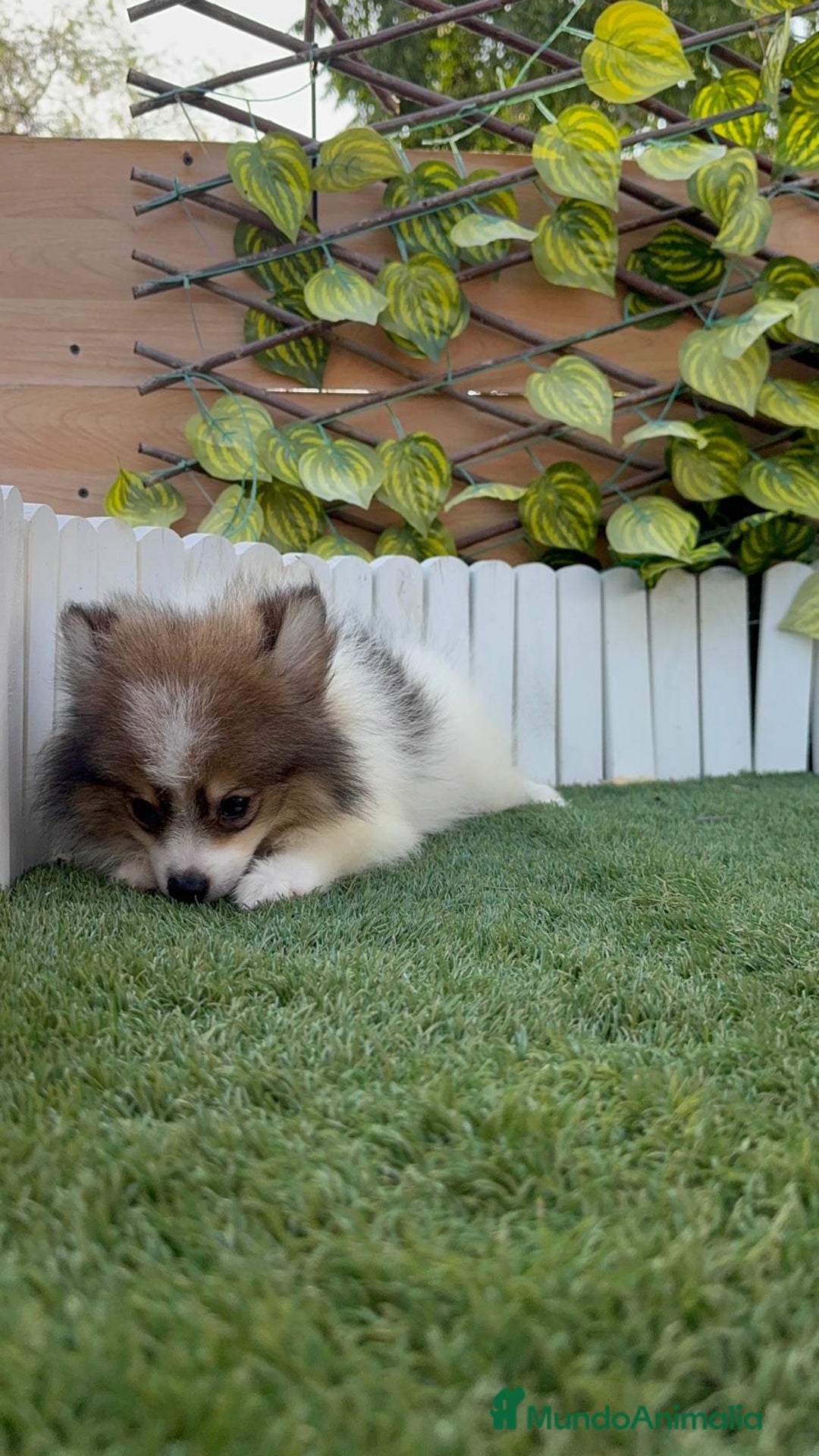 Pomerania perros en venta: POMERANIA MACHO. PRECIO REAL. Envio a toda España. - Imagen 6