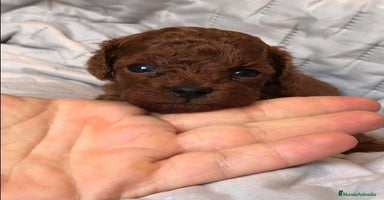 Caniche Toy perros - Anuncio 1