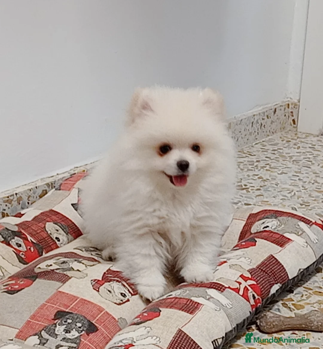 Pomerania perros en venta: Pomerania lulu - Anuncio 1
