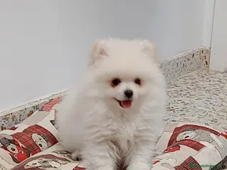 Pomerania perros Pomerania lulu - Anuncio 2
