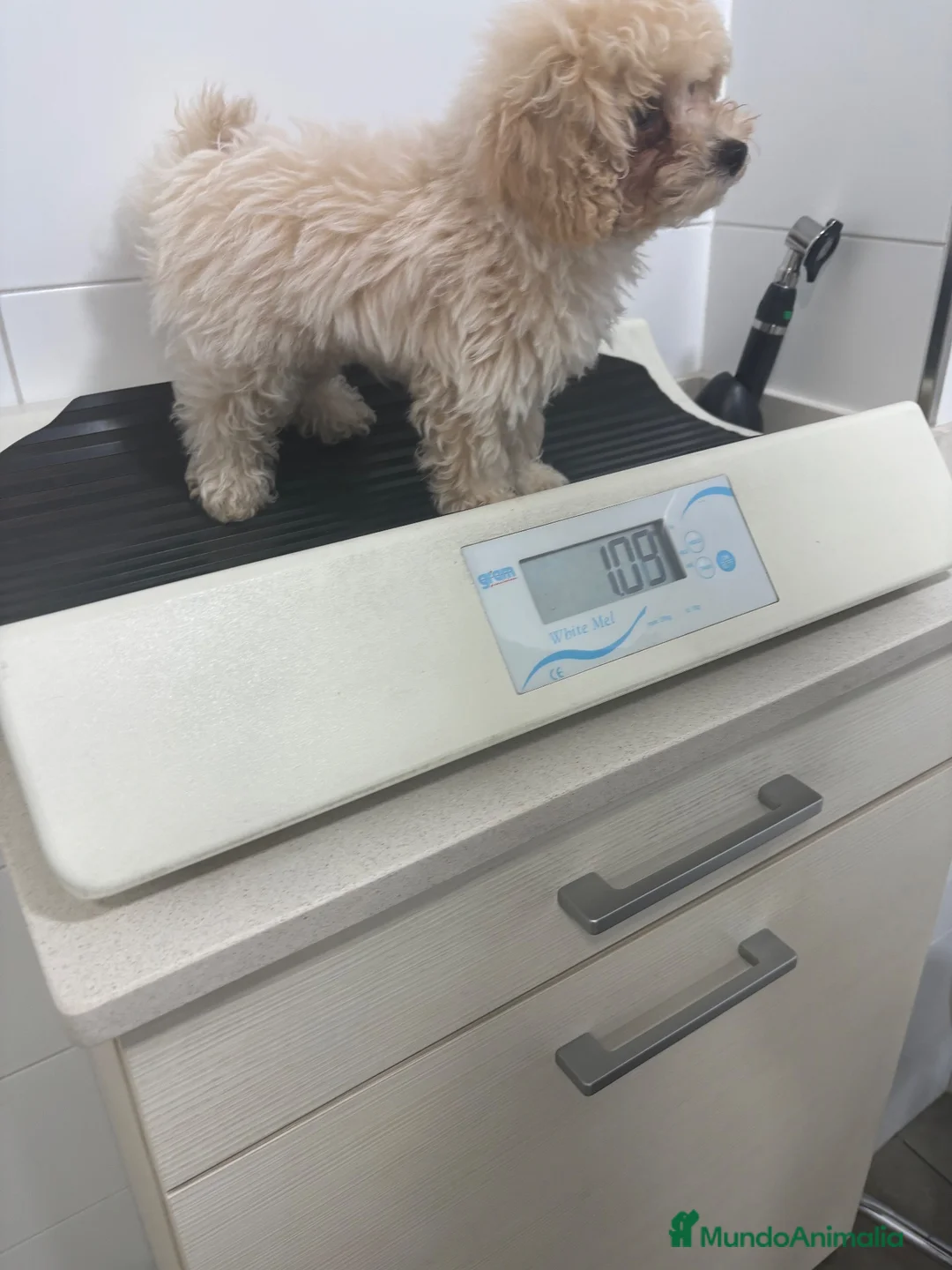 Caniche Toy perros en venta: Caniche Toy macho - Anuncio 6
