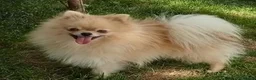 Pomerania perros en venta: Pomeranias de calidad  - Anuncio 6