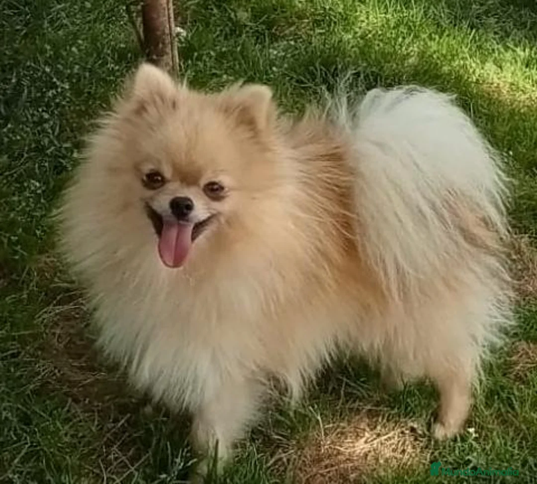 Pomerania perros en venta: Pomeranias de calidad  - Anuncio 6