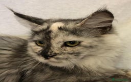 Maine Coon gatos en venta: Maine Coon Hembras - Imagen 3