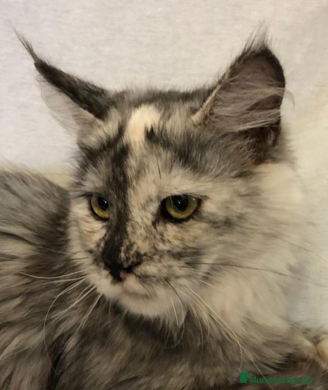 Maine Coon gatos en venta: Maine Coon Hembras - Imagen 3