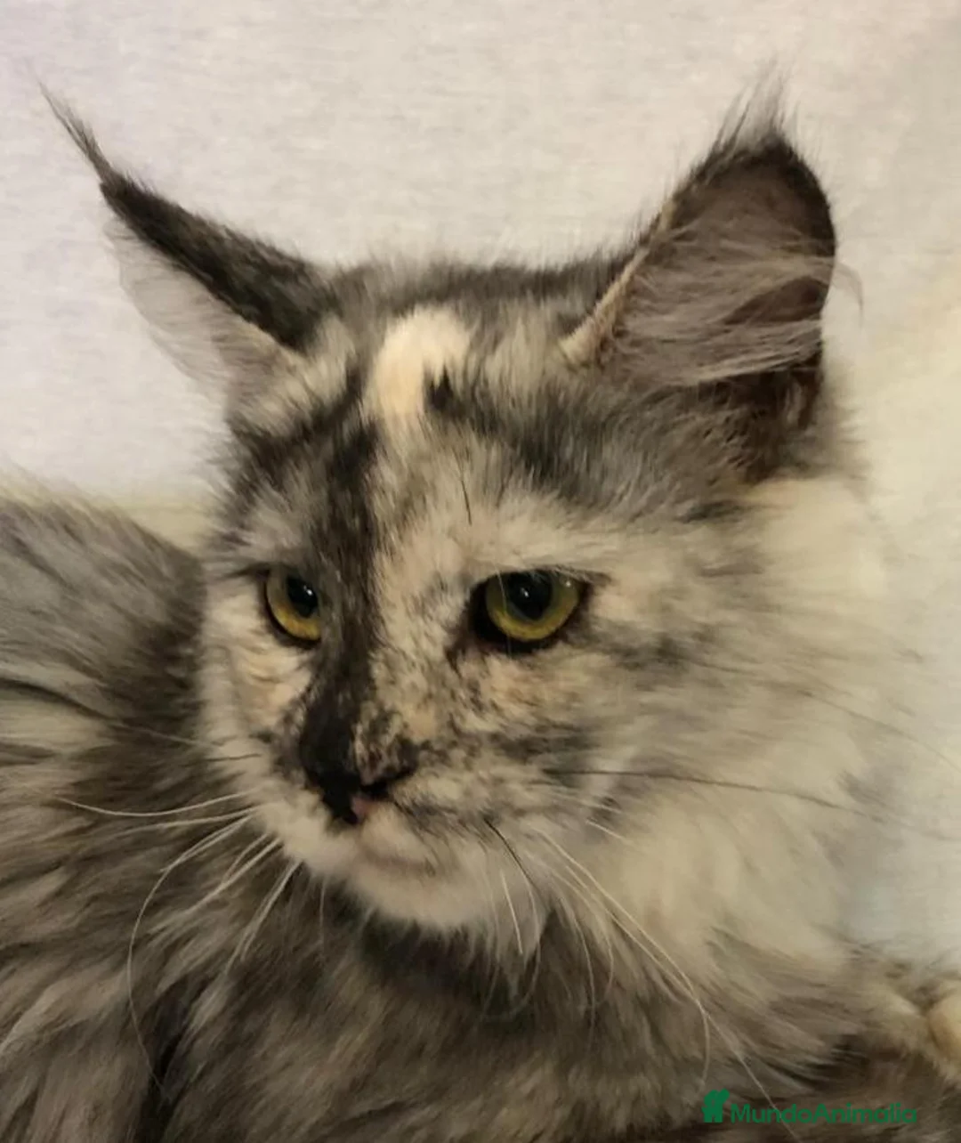 Maine Coon gatos en venta: Maine Coon Hembras - Anuncio 3