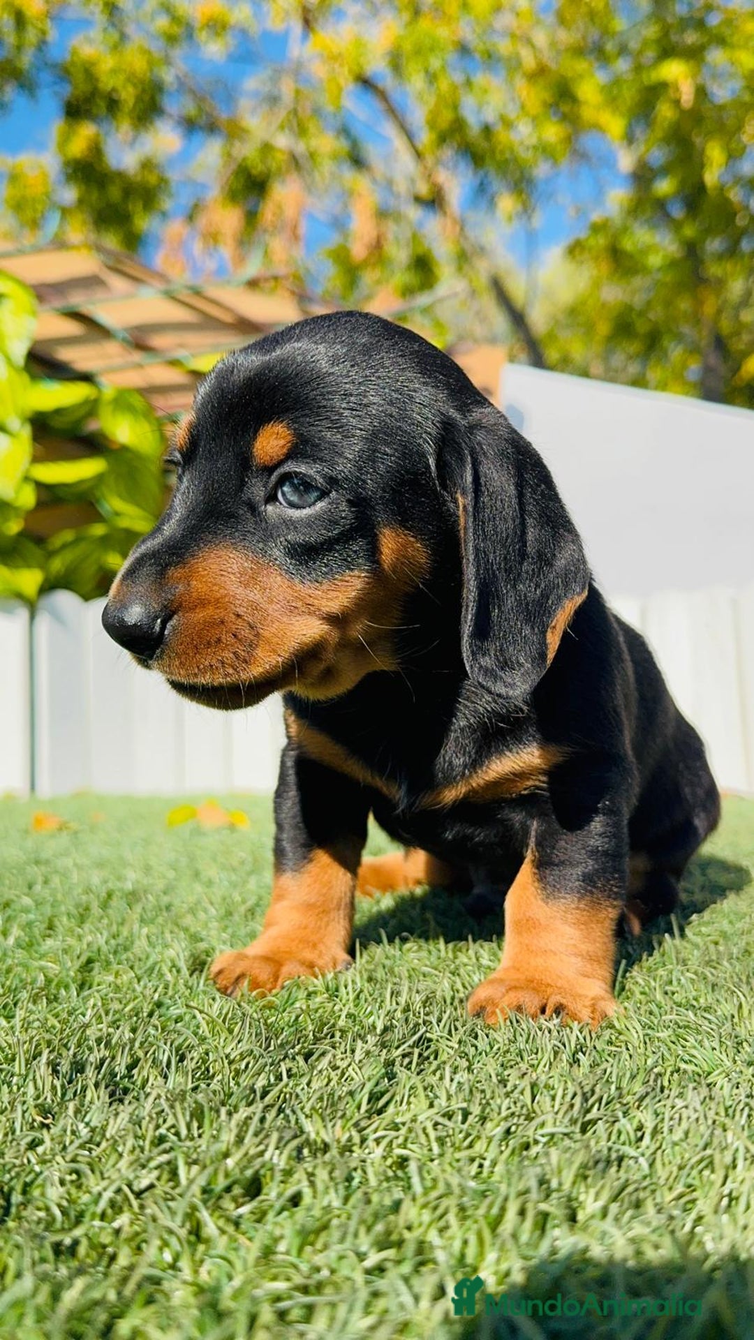 Teckel Miniatura perros en venta: TECKEL MINIATURA - Anuncio 7