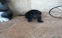 Cocker Spaniel Inglés perros en venta: COCKERS - Imagen 4