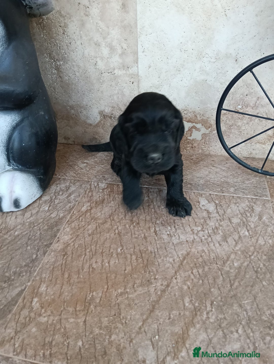 Cocker Spaniel Inglés perros en venta: COCKERS - Imagen 4