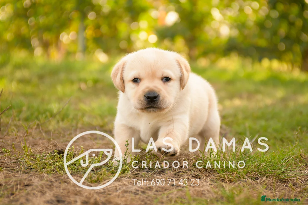 Labrador Retriever perros en venta: Cachorros de labrador - Anuncio 1