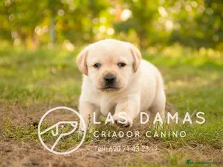 Labrador Retriever perros Cachorros de labrador - Anuncio 1