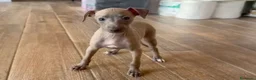 Pequeño Lebrel Italiano perros en venta: Galgo lebrel italiano - Anuncio 10