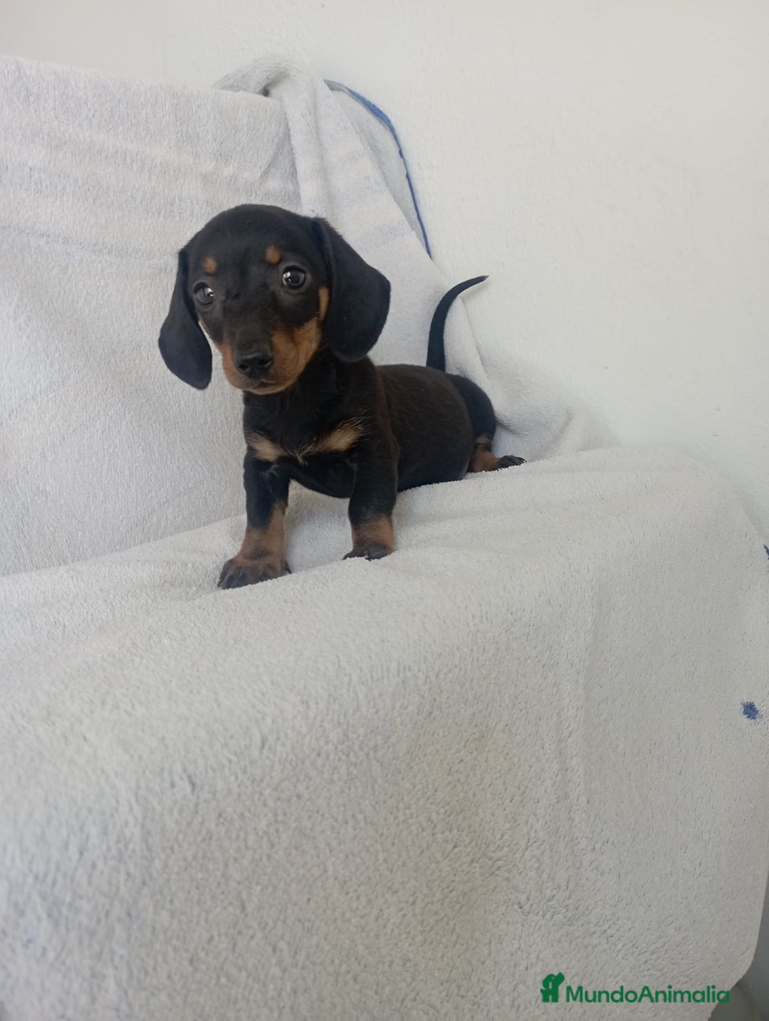 Teckel Miniatura perros en venta: Últimos teckel!! - Imagen 1