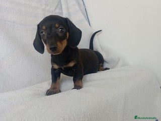 Teckel Miniatura perros - Anuncio 2