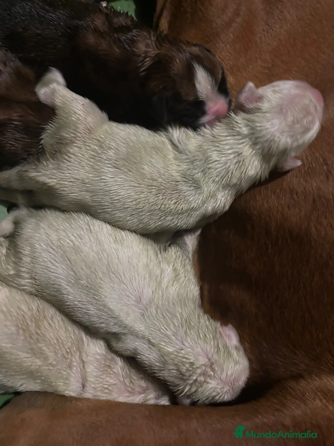 Boxer perros en venta: MACHO BOXER DORADO  - Anuncio 8
