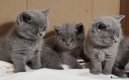 Británico de Pelo Corto Azul gatos en venta: British Shorthair  - Anuncio 21