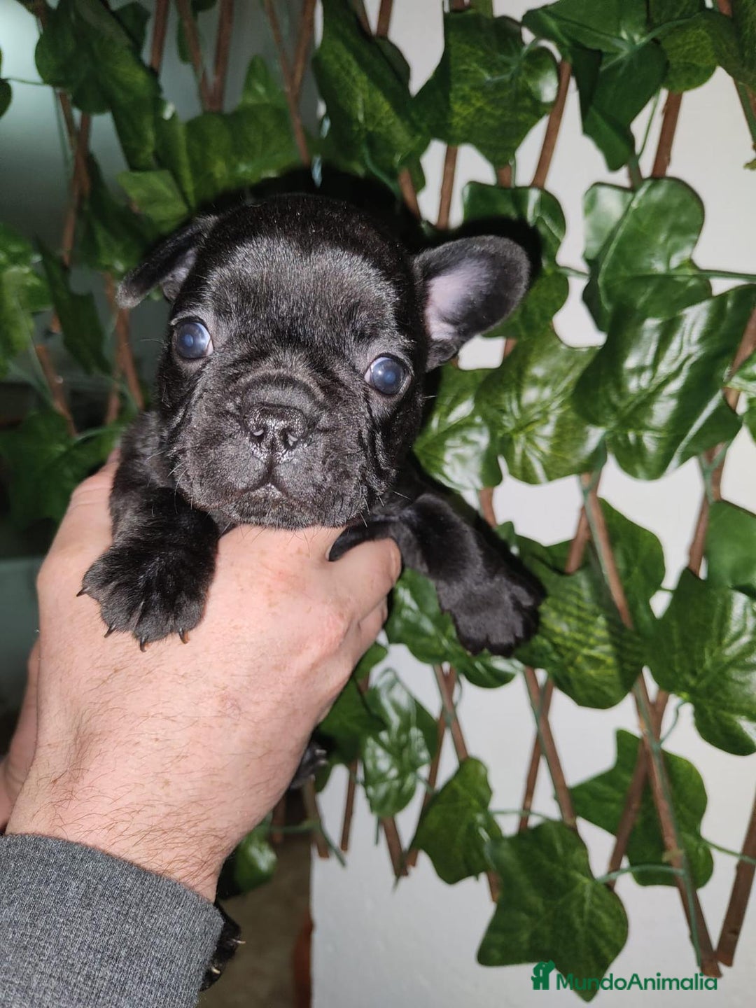 Bulldog Francés perros en venta: Tierno cachorrito de Bulldog Francés - Imagen 2
