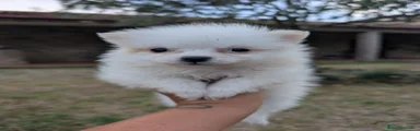 Spitz pequeño - Kleinspitz 1