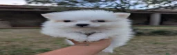 Spitz pequeño - Kleinspitz perros en venta: Kleinspitz pomeranias  - Anuncio 8