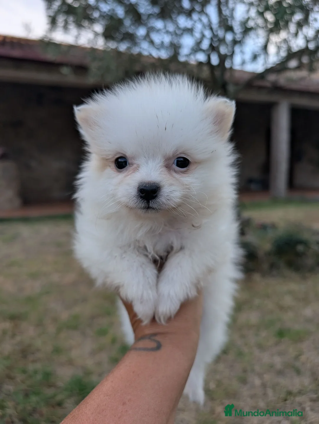 Spitz pequeño - Kleinspitz perros en venta: Kleinspitz pomeranias  - Anuncio 12